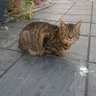 ねことり😺🐧NTR 人妻寝取り隊 profil fotoğrafı