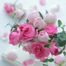 العنود 🌷🌷 profil fotoğrafı