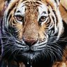 Zahid Arts profil fotoğrafı