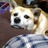ぶぶ姐(🙎サザエさん的生活🐶) profil fotoğrafı