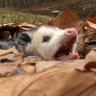 jimminy blick's profile picture
