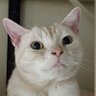 うあしむฅ•ω•ฅ 的头像