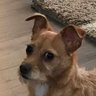 Profilbild von Brutus