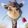AmericanGirl profil fotoğrafı