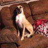 Llama's profile picture