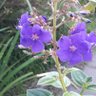 Flor💮yfauna🐝🌿✒ profil fotoğrafı