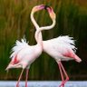 Bipin Budhathoki's profile picture