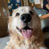 しらさわ profil fotoğrafı