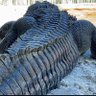 GatorMan profil fotoğrafı