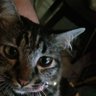 Leaf Clover's profile picture