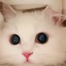 zhangmeifeng's profile picture