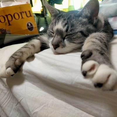 KANNO's profile picture