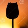 Фото профиля Tulipán del Ocaso🌷💔