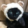 Фото профиля るぅkyan🌰🐿