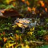 ただのカエル 的头像