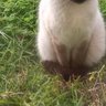 Gato magro's profile picture