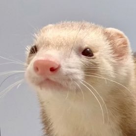 にょろりんとぼく|'s profile picture