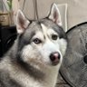 Profilbild von Zyrone’s Mom 🐾 - life happens (IA for awhile)
