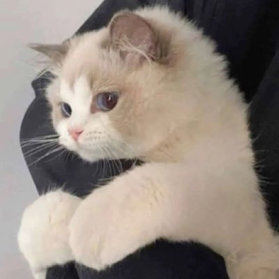𝚙𝚘𝚖𝚎🐈‍⬛'s profile picture