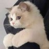 𝚙𝚘𝚖𝚎🐈‍⬛ profil fotoğrafı