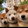 19岁投资天才 profil fotoğrafı