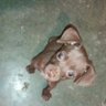 Amaritis Garcia Ortiz's profile picture