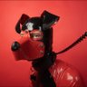 Quint🐶🇳🇱 的头像