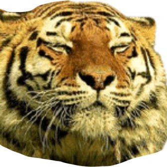 needsmoretigers's profile picture