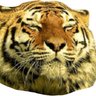 Profilbild von TJ 🐯 𝖼𝗈𝗆𝗆𝗌 ALWAYS 𝗈𝗉𝖾𝗇