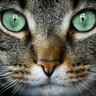 CanIsigninwithGoogle profil fotoğrafı