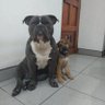 Gustavo profil fotoğrafı