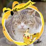 Фото профиля 猫村にゃん吉