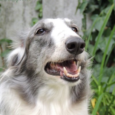 dr. bitch's profile picture