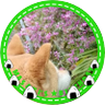 Disco Star's profile picture