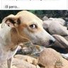 copelasocuello profil fotoğrafı