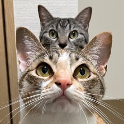 ととまるはんみ's profile picture