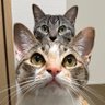 ととまるはんみ profil fotoğrafı