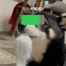 T爺's profile picture