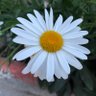 Profilbild von (İstanbul) Nisan Nevizade
