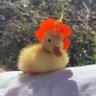 Profilbild von P I A L A