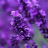 Profilbild von lavender g