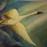 Cygnus Pi's profile picture