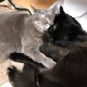 きりん@そうし🐈 profil fotoğrafı