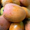 Mango people's profile picture