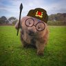 Witty Wombat 的头像