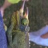 Lizard lips's profile picture