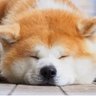 臭鼠鼠 profil fotoğrafı