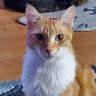 (CatDogmoma)Blue's profile picture