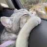 cvvv's profile picture