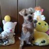 鋼ギコ 的头像